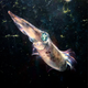 An oval squid.